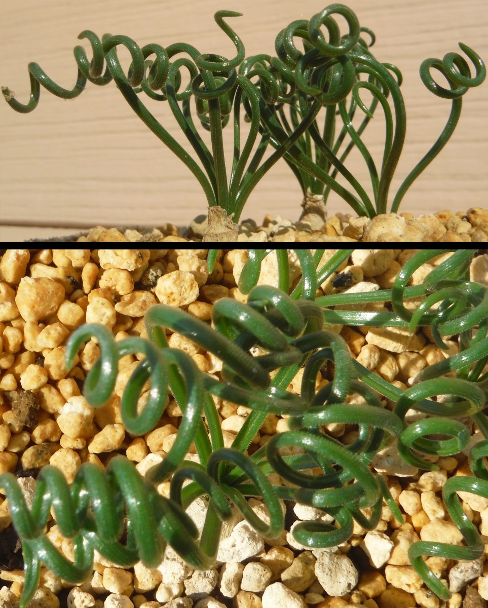 【種子を出品】◆　アルブカ グランデュリフェラ Albuca glandulifera 15粒/球根植物/冬型/芳香花_ビニール紐のような不思議な質感の葉です