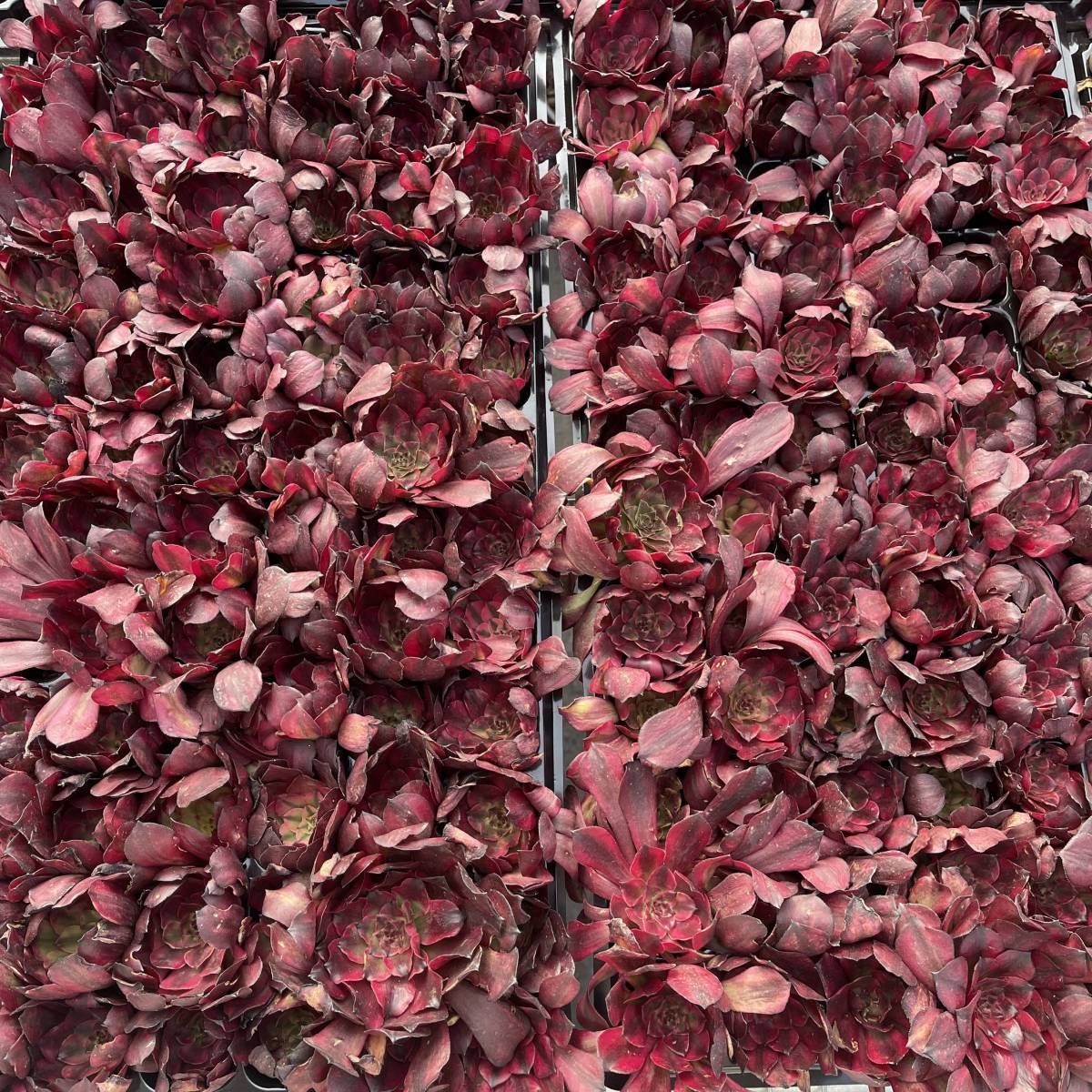１６株 D11-24多肉植物 エケベリア トンジャク アエオニウム 超美苗