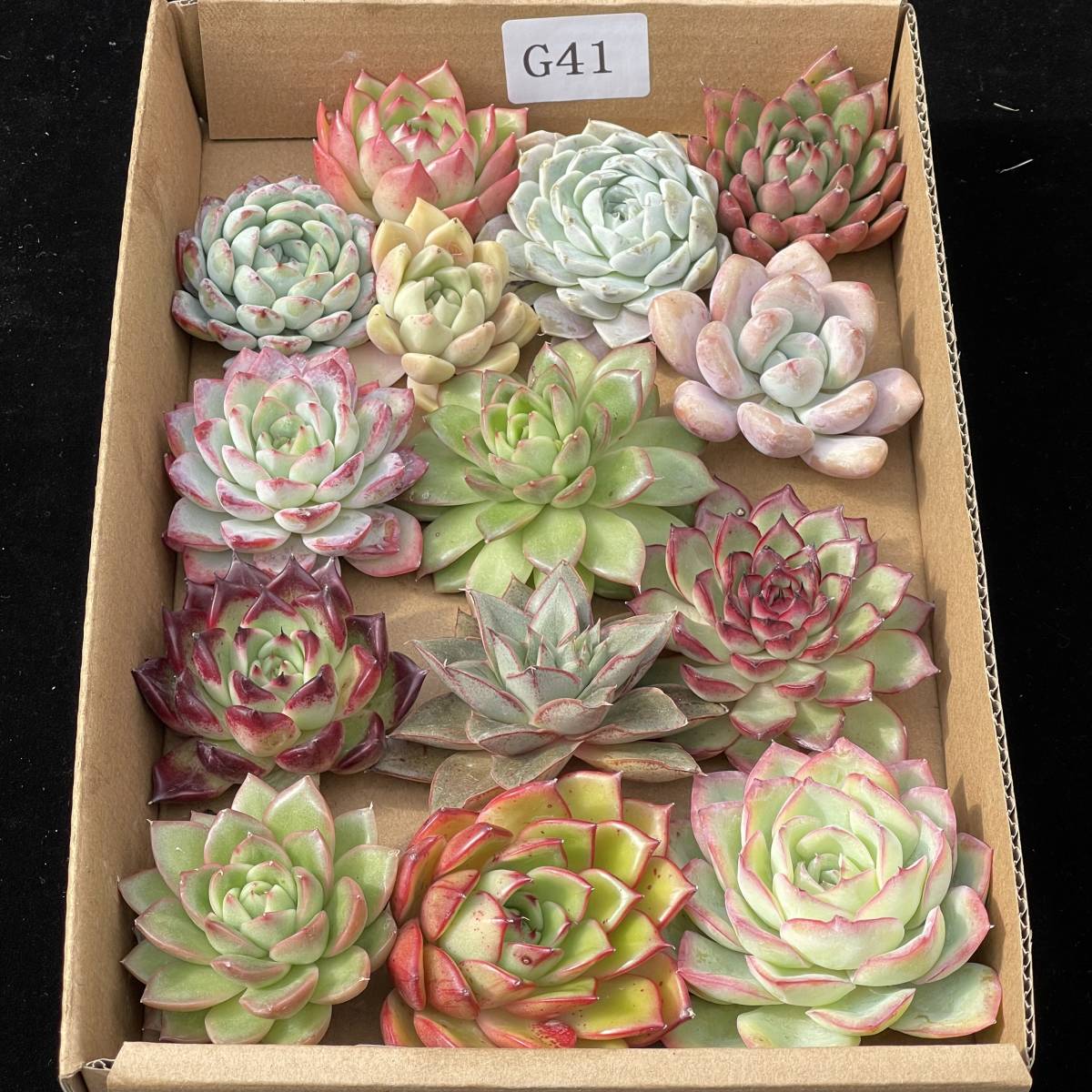 36株　G41+G42　多肉植物 エケベリア属　Echeveria DC 　ベンケイソウ科　交雑種類　超美苗 サボ テン 観葉植物 花 　レア種 36株セット_画像10