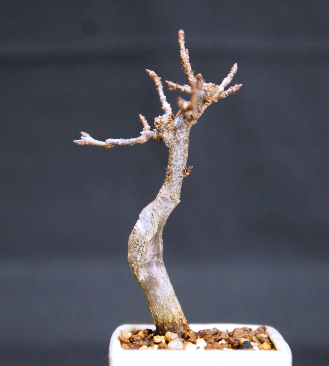  maple mini bonsai depth 5.5cm width 5.5cm height 11cm