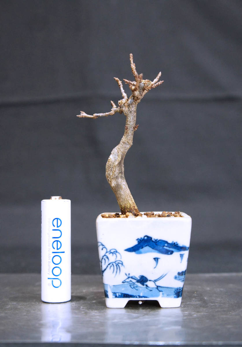  maple mini bonsai depth 5.5cm width 5.5cm height 11cm