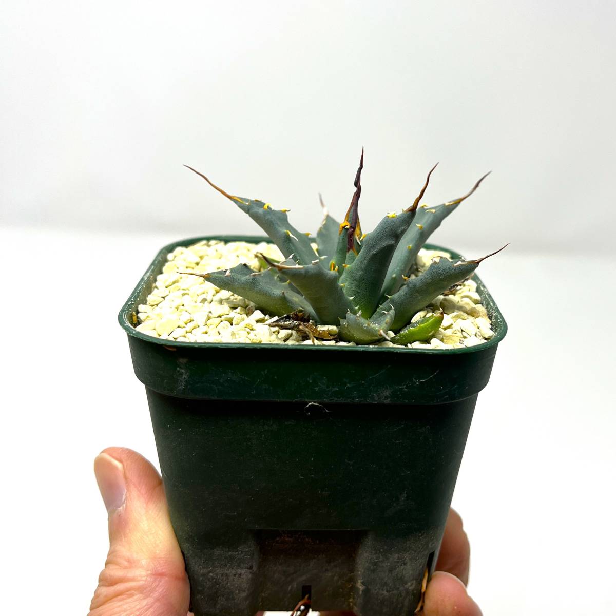 Agave uthaensis var. nevadensis★アガベ ユタエンシス ネバデンシス★実生株 ウネウネしてます_画像2