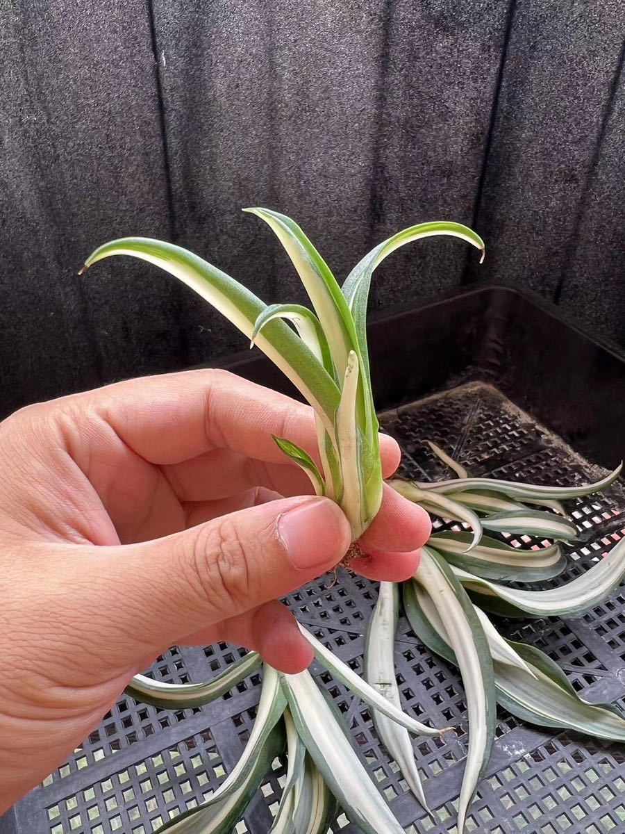 Z-13アガベ 【特選】多肉植物 テキーラ 波の葉オウムのくちばし‘Agave desmetiana’ 激レア！ 白中斑 4株_画像6