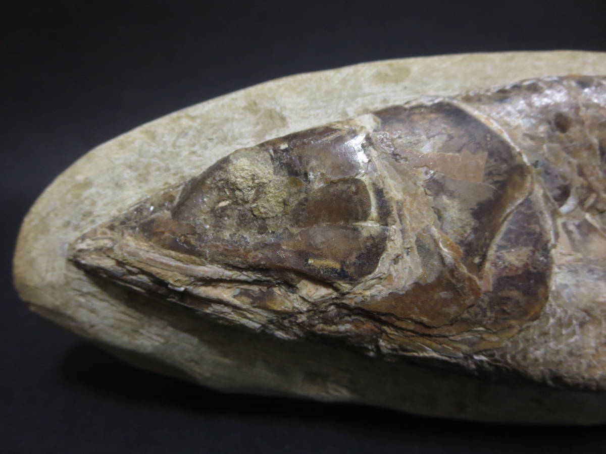 化石 『魚の化石』 全長 約 25.5cm_画像7