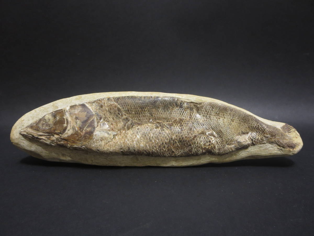 化石 『魚の化石』 全長 約 25.5cm_画像10