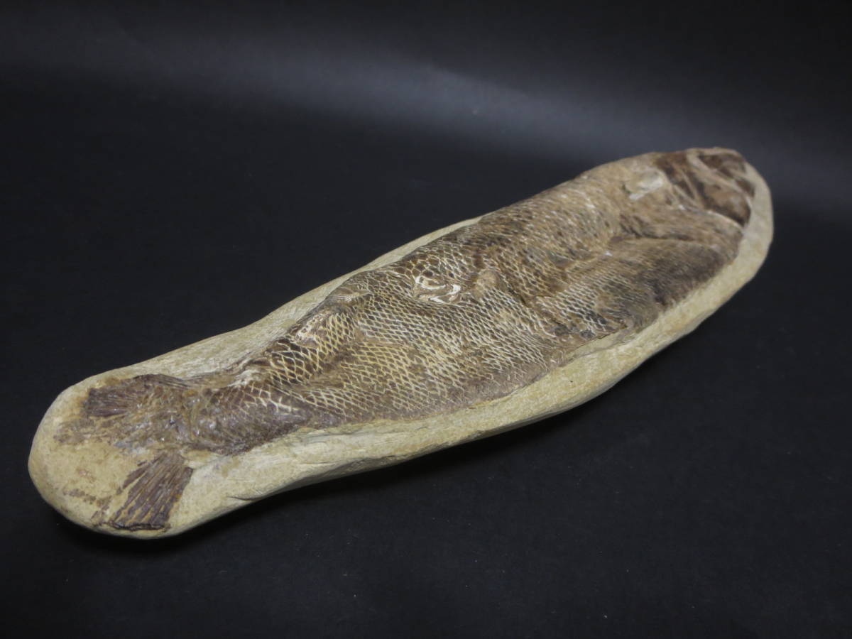 化石 『魚の化石』 全長 約 25.5cm_画像9