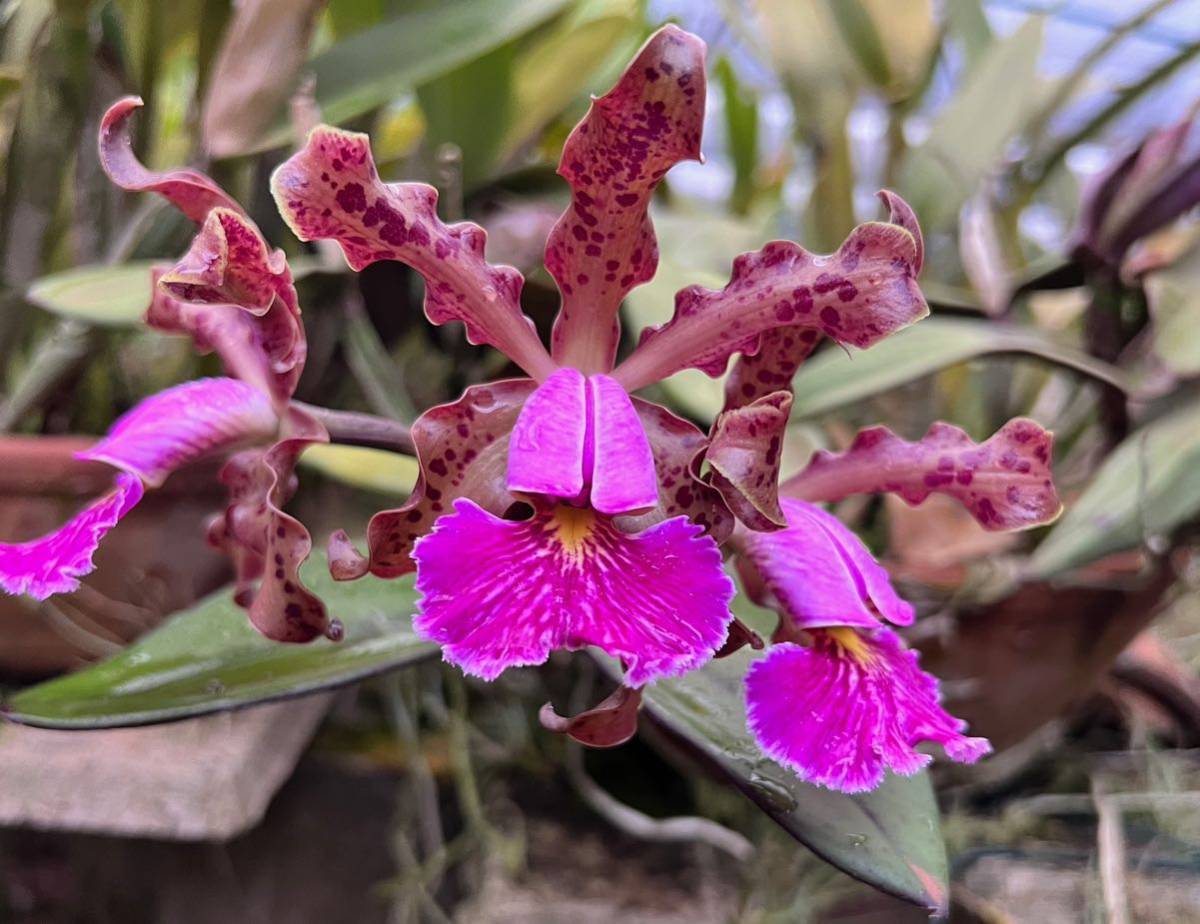 洋蘭原種　Cattleya schilleriana tipo or ? ちょっとわけあり_サンプルです