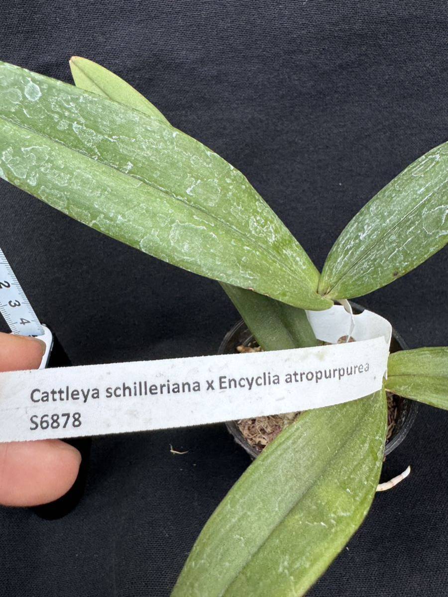 洋蘭交配種　Cattleya schilleriana x Encyclia atropururea_画像6