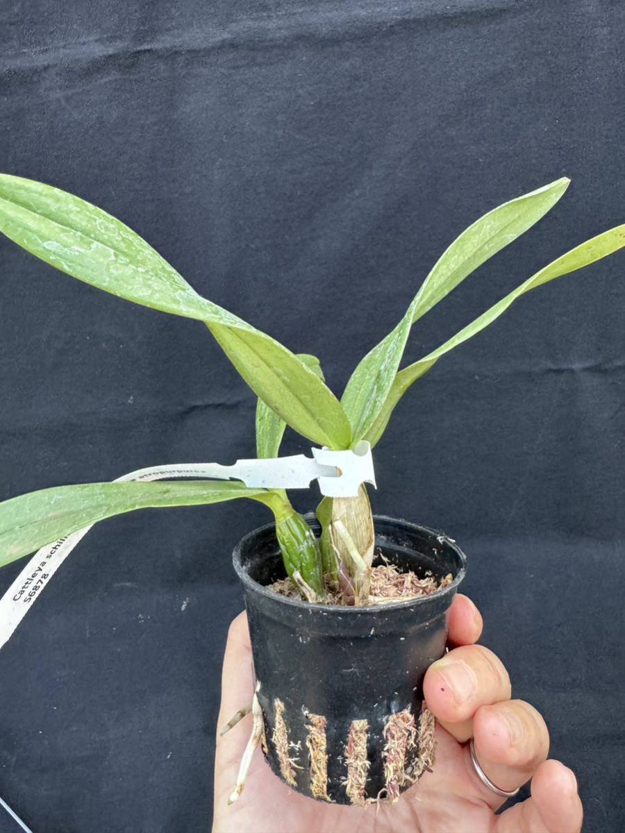 洋蘭交配種　Cattleya schilleriana x Encyclia atropururea_画像3