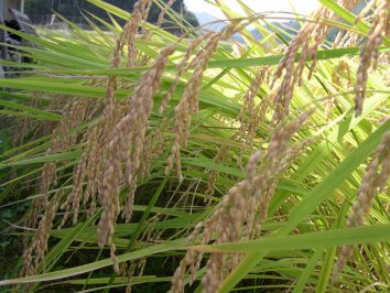 最終出品　農家直 令和5年度 京都産コシヒカリ玄米２４kg特別栽培,減農薬 送料無料_画像1