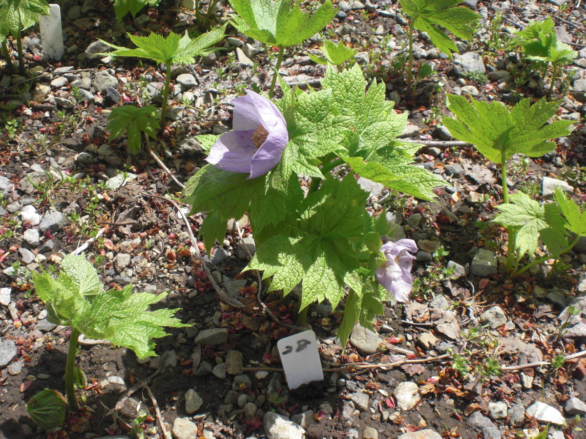 山野草　シラネアオイの球根　31_画像5