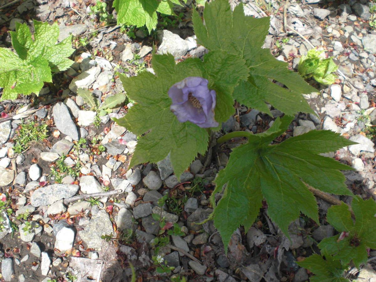 山野草　シラネアオイの球根　42_画像5