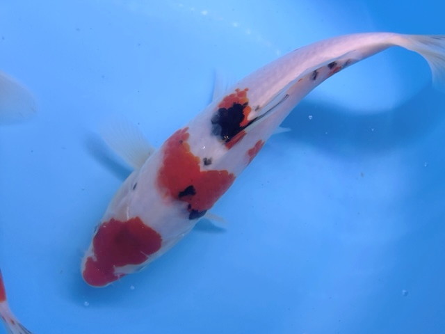  luck . colored carp animation equipped! Taisho three color approximately 22 centimeter colored carp 39 campaign! breeding introduction . fun . colored carp 2023 production actual article or goods 1 pcs this year N39-12 Shiga koi