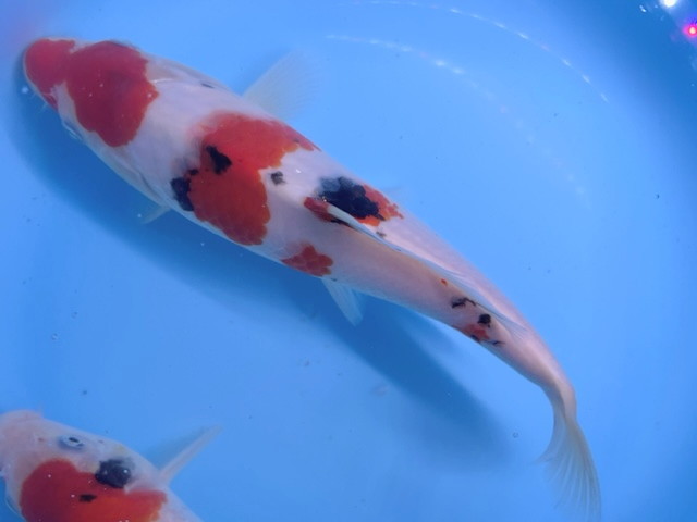  luck . colored carp animation equipped! Taisho three color approximately 22 centimeter colored carp 39 campaign! breeding introduction . fun . colored carp 2023 production actual article or goods 1 pcs this year N39-12 Shiga koi