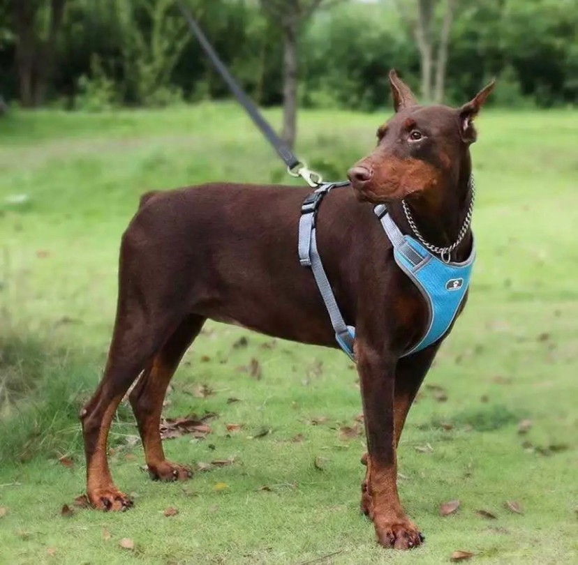 犬 ハーネス 中型犬 大型犬 小型犬 胴輪 簡単着脱 調節可能 引っ張り防止 そらいろ Sサイズ_画像3