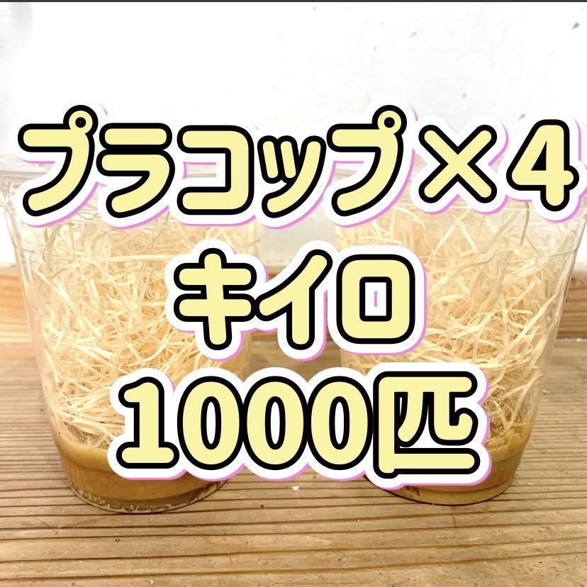 キイロショウジョウバエ1000匹　【プラコップ250匹 ×4空コップ・レパシー・木毛おまけつき】 飛ばない　フライトレス ショウジョウバエ_画像1