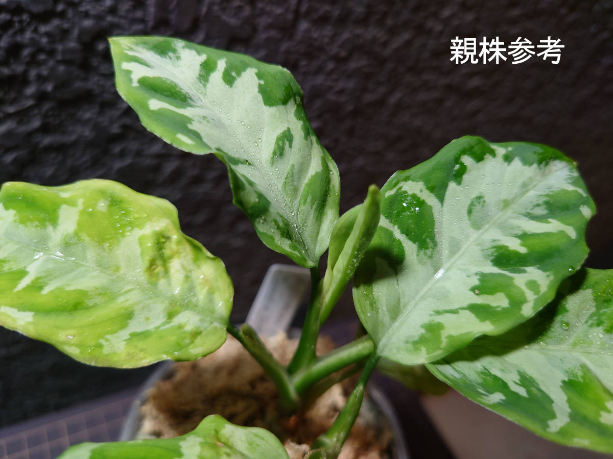 アグラオネマ ケイロン Aglaonema pictum Chiron Sumatera Berastagi_画像1