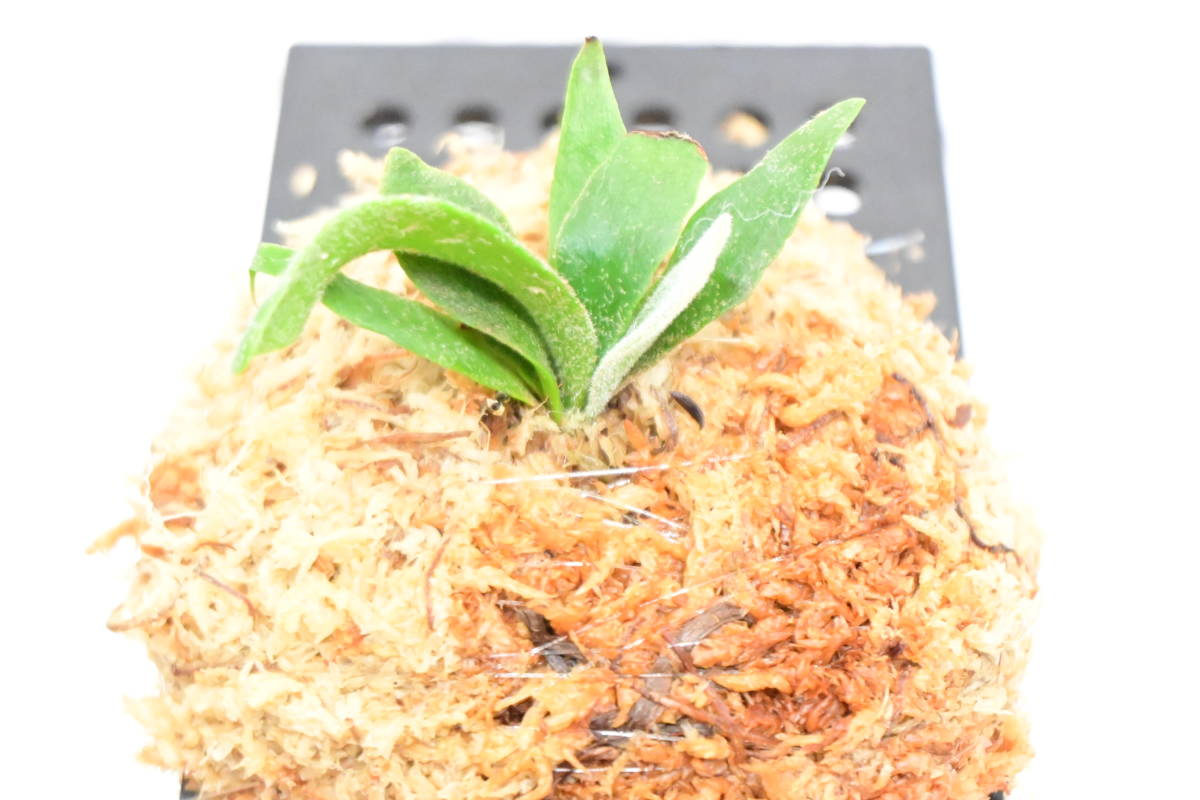 P willinckii super dwarf 'Bacteria' sporeling⑥ @ビカ森wife P willinckii super dwarf 'Bacteria' sporeling⑥ @ビカ森wife