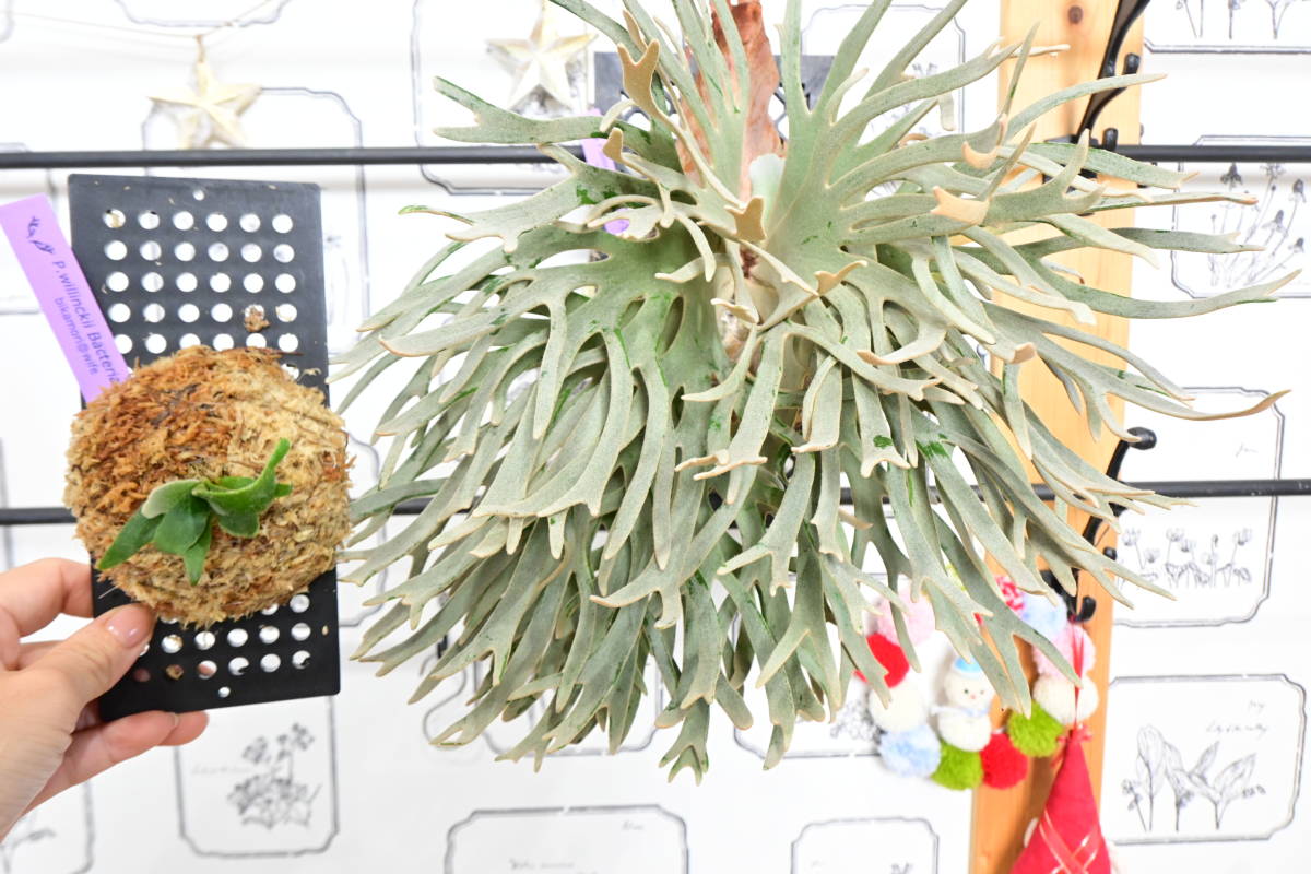 P willinckii super dwarf 'Bacteria' sporeling⑥ @ビカ森wife P willinckii super dwarf 'Bacteria' sporeling⑥ @ビカ森wife