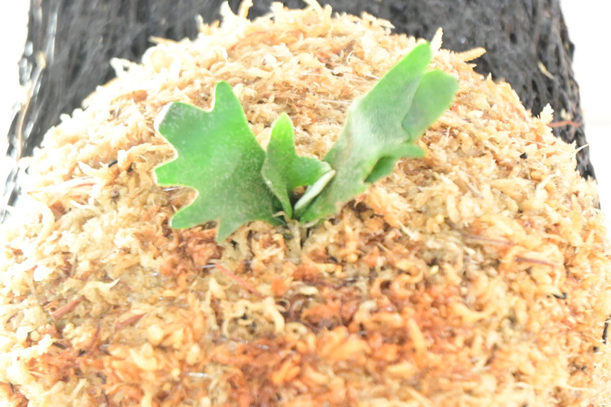 P willinckii 'Nano' sporeling @ビカ森wife ヘゴ板付品 P willinckii 'Nano' sporeling @ビカ森wife ヘゴ板付品