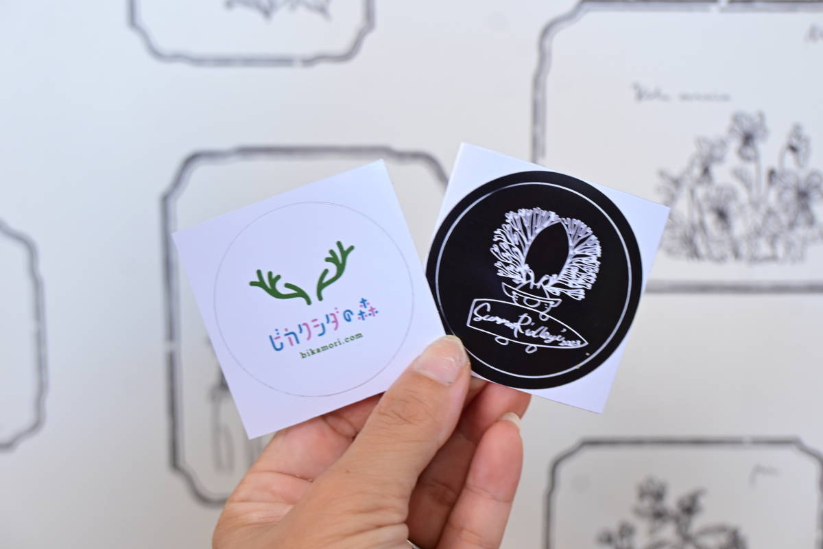 P willinckii 'Nano' sporeling @ビカ森wife ヘゴ板付品 P willinckii 'Nano' sporeling @ビカ森wife ヘゴ板付品