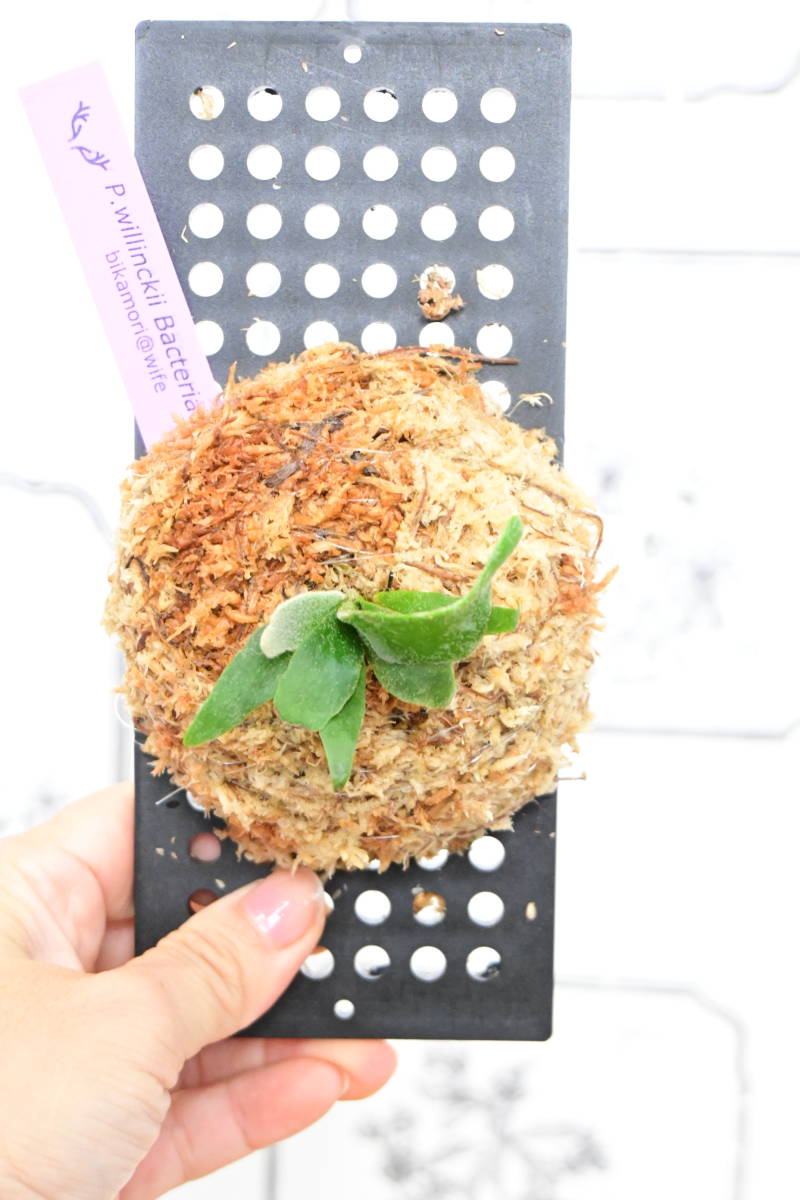 P willinckii super dwarf 'Bacteria' sporeling⑥ @ビカ森wife P willinckii super dwarf 'Bacteria' sporeling⑥ @ビカ森wife