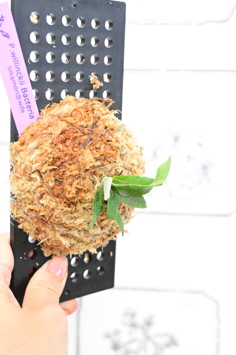 P willinckii super dwarf 'Bacteria' sporeling⑥ @ビカ森wife P willinckii super dwarf 'Bacteria' sporeling⑥ @ビカ森wife
