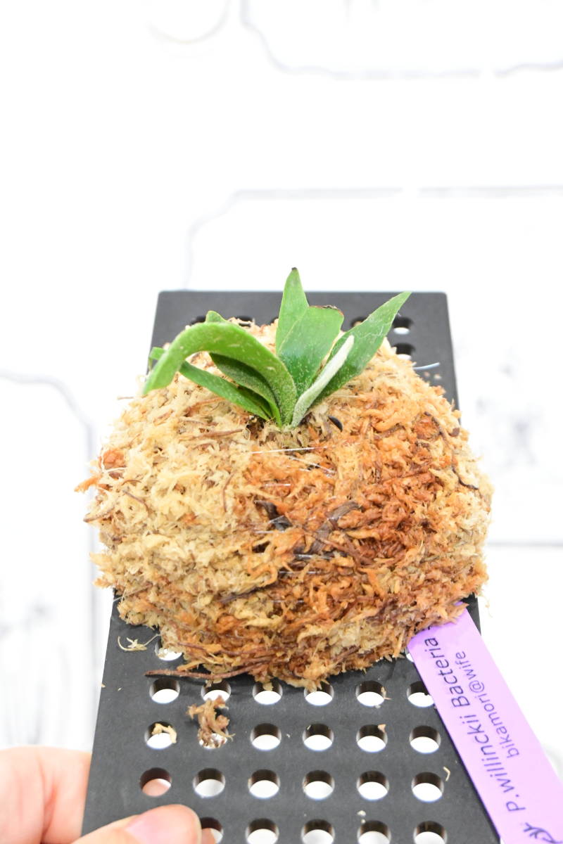 P willinckii super dwarf 'Bacteria' sporeling⑥ @ビカ森wife P willinckii super dwarf 'Bacteria' sporeling⑥ @ビカ森wife
