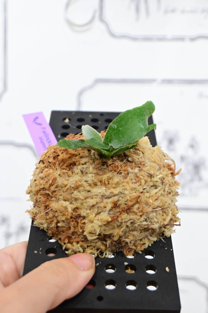 P willinckii super dwarf 'Bacteria' sporeling⑥ @ビカ森wife P willinckii super dwarf 'Bacteria' sporeling⑥ @ビカ森wife