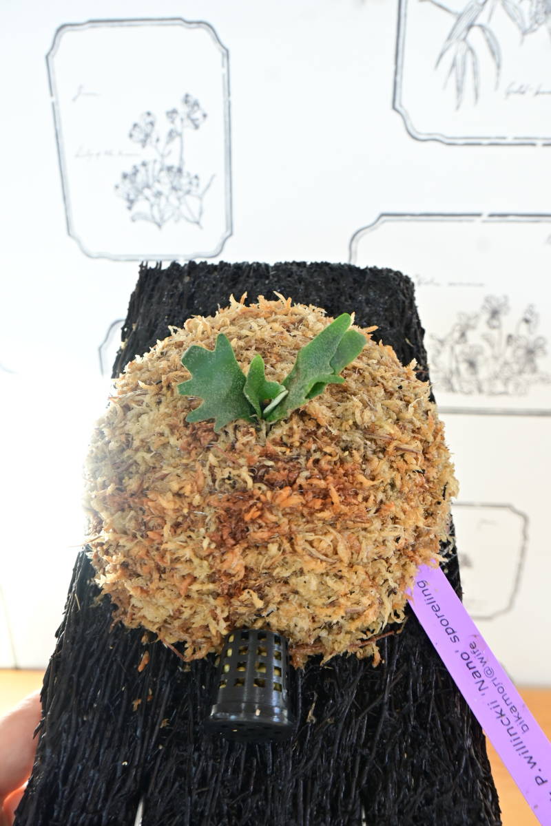 P willinckii 'Nano' sporeling @ビカ森wife ヘゴ板付品 P willinckii 'Nano' sporeling @ビカ森wife ヘゴ板付品