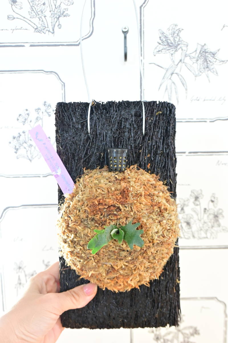P willinckii 'Nano' sporeling @ビカ森wife ヘゴ板付品 P willinckii 'Nano' sporeling @ビカ森wife ヘゴ板付品