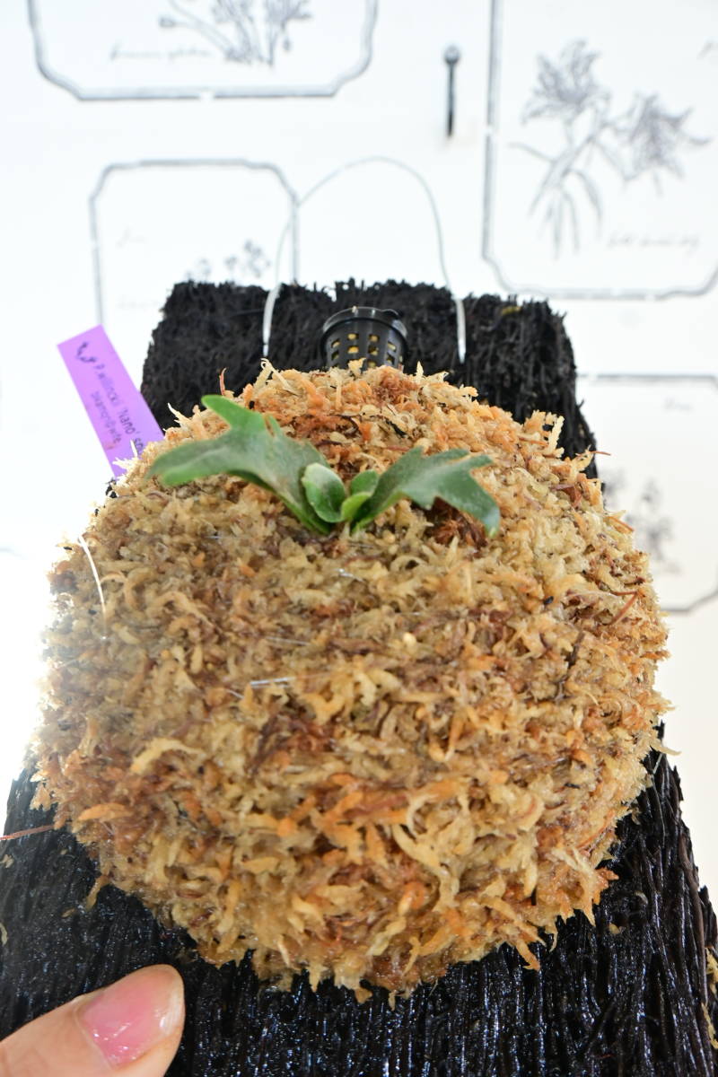 P willinckii 'Nano' sporeling @ビカ森wife ヘゴ板付品 P willinckii 'Nano' sporeling @ビカ森wife ヘゴ板付品