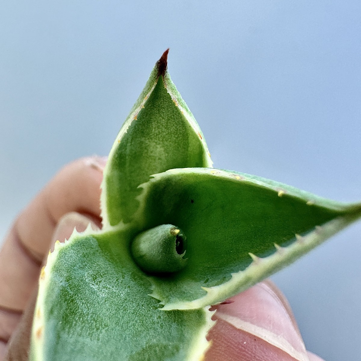 SS39 激レア高級品種 多肉植物 アガベ Baby teeth錦 帝稚 明覆輪 厳選極上子株_画像6