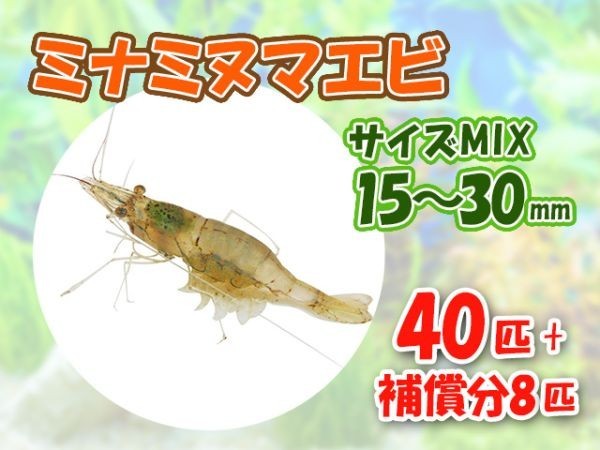[Бесплатная доставка] Минаминума креветки 1,5 см -3 см 40 животных + 8 гарантий 48 животных
