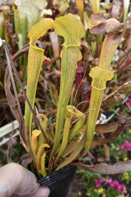 【食虫植物】　Sarracenia rubra ssp. alabamensis_画像1