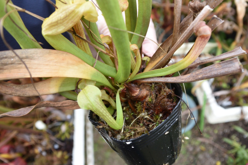 【食虫植物】　Sarracenia rubra ssp. alabamensis_画像2