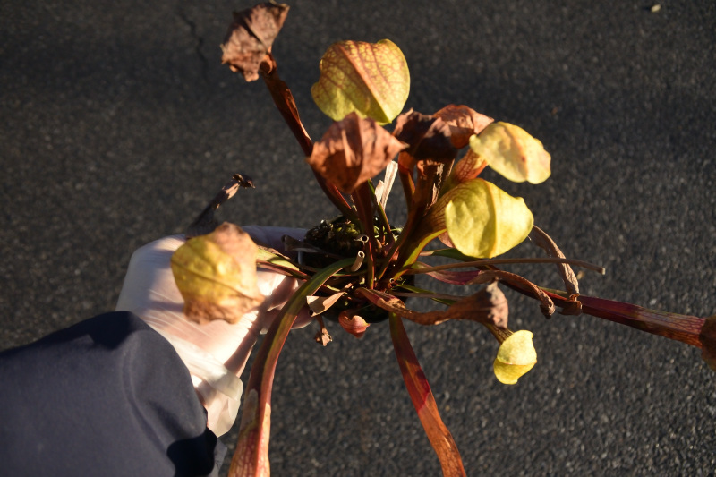 【食虫植物】　Sarracenia Hummer Hammerhead, MK H101_画像3