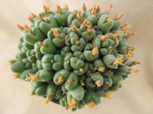 コノフィツム　ヒアンス　小米雛　Conophytum hians_画像4