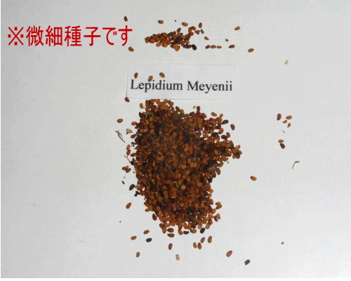 ★【今季新種子】インカの秘宝！マカ 種子 50粒 Lepidium meyenii　健康 **ц** ⑰_画像2