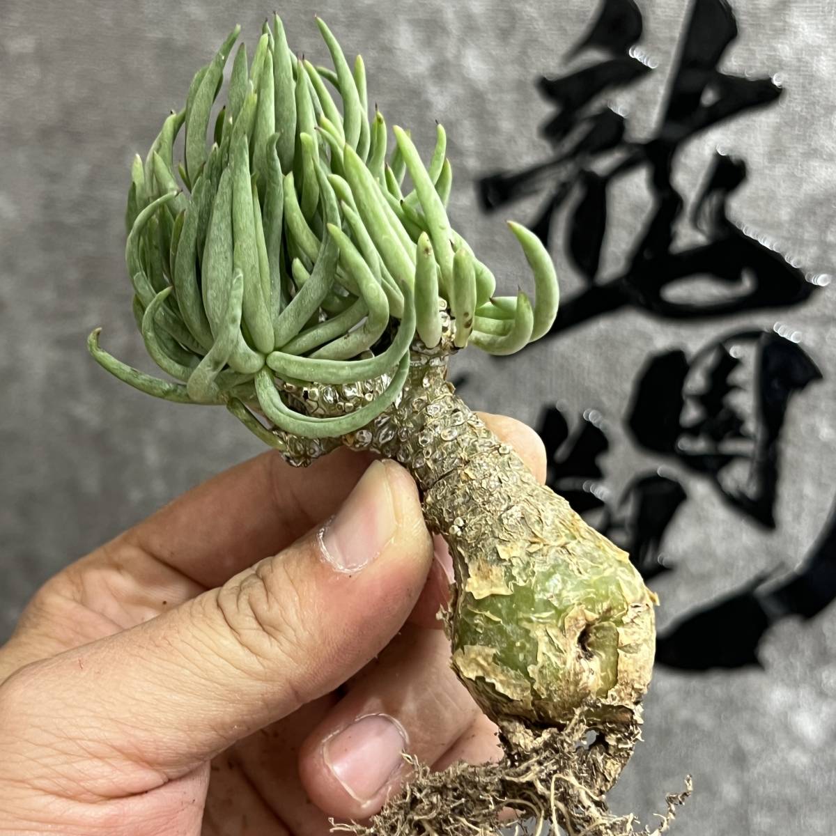 【龍園觀】①No.8131 特選 塊根植物 チレコドン ペアルソニー ベアルート株 発根済み 冬型コーデックス _画像1