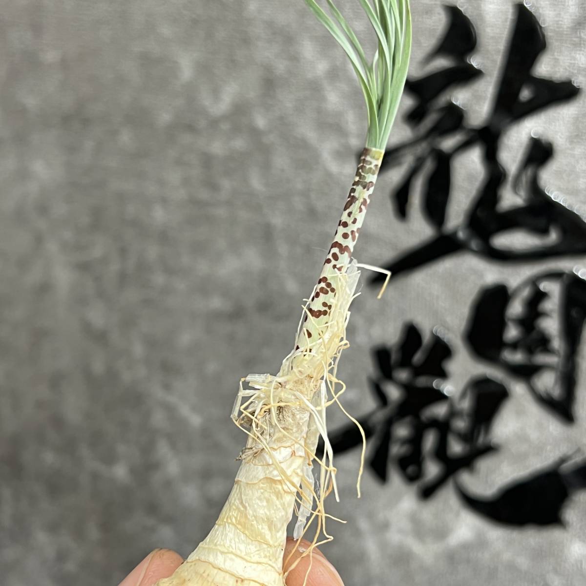 【龍園觀】① No.413 特選 珍奇植物 ゲチリス ベルティシラータGethyllis verticillata 極上株 _画像3