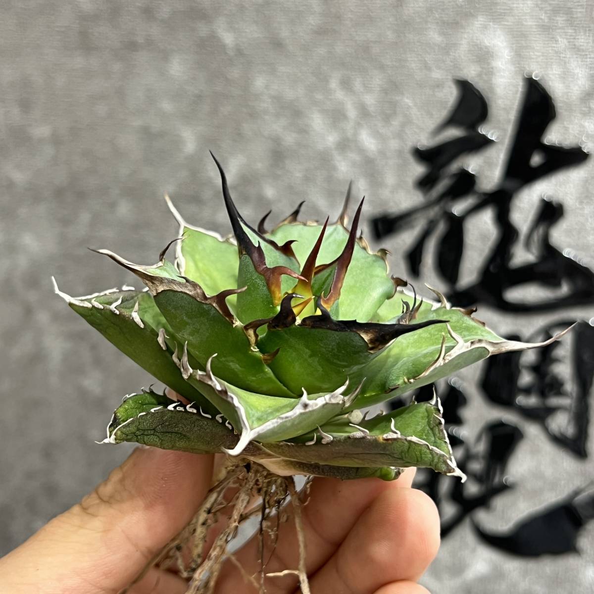 【龍園觀】①No.552 特選 アガベ 多肉植物 チタノタ ハデス Hades 黒帝斯 恐龍牙歯 強棘 極上株 _画像2