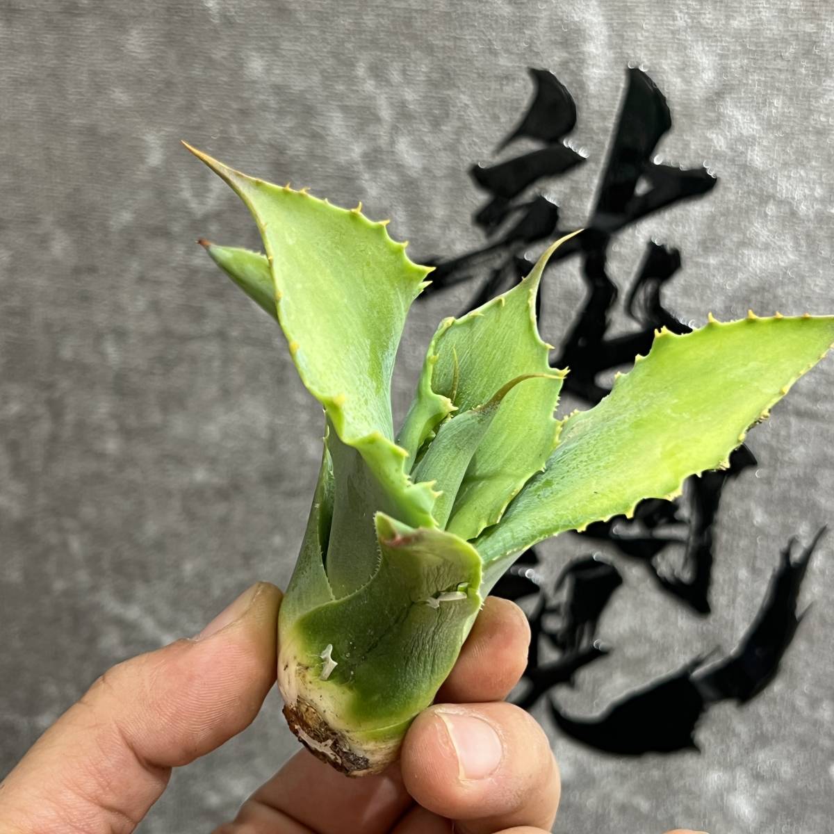 【龍園觀】①No.199 特選 アガベ 多肉植物 potatorum ‘Spawn' 超陽炎 極上子株 超希少！！_画像7