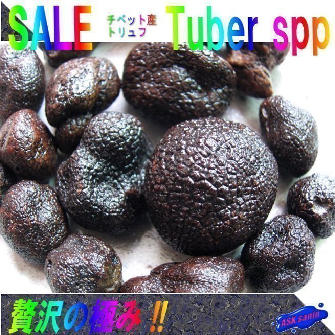 世界三大珍味!!「トリュフ100g」（2～3cm）エクストラ/上級ランク、チベット産_画像1