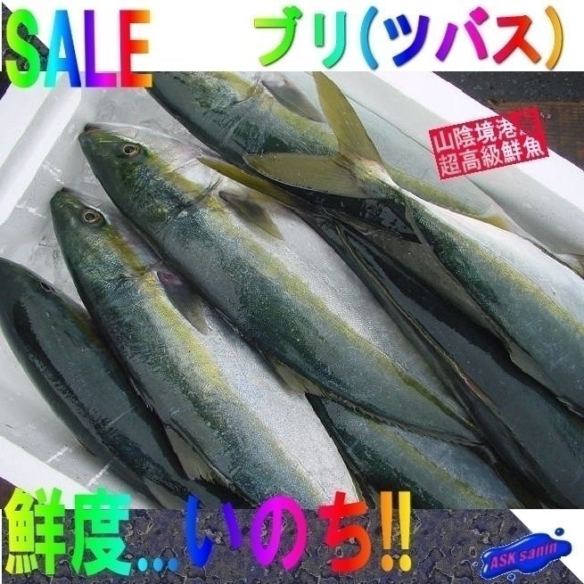 今が旬「天然ブリの子 2.5-3.5kg」ハマチ...とれたて直送!!境港産_画像1