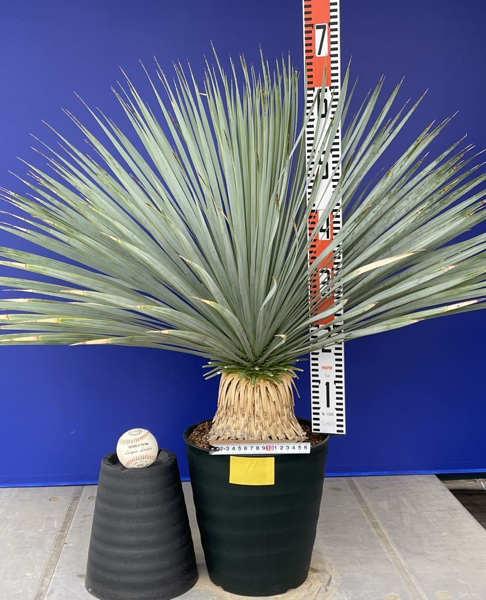 厳選の一品　ユッカロストラータ　(黄色シール) Yucca rostrata 国内栽培　160サイズ　　　　_画像6