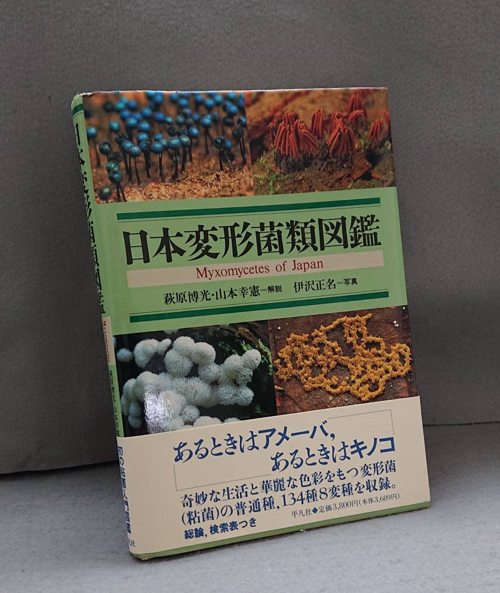 萩原博光・山本幸憲（解説）井沢正名（写真）『日本変形菌類図鑑』_画像5