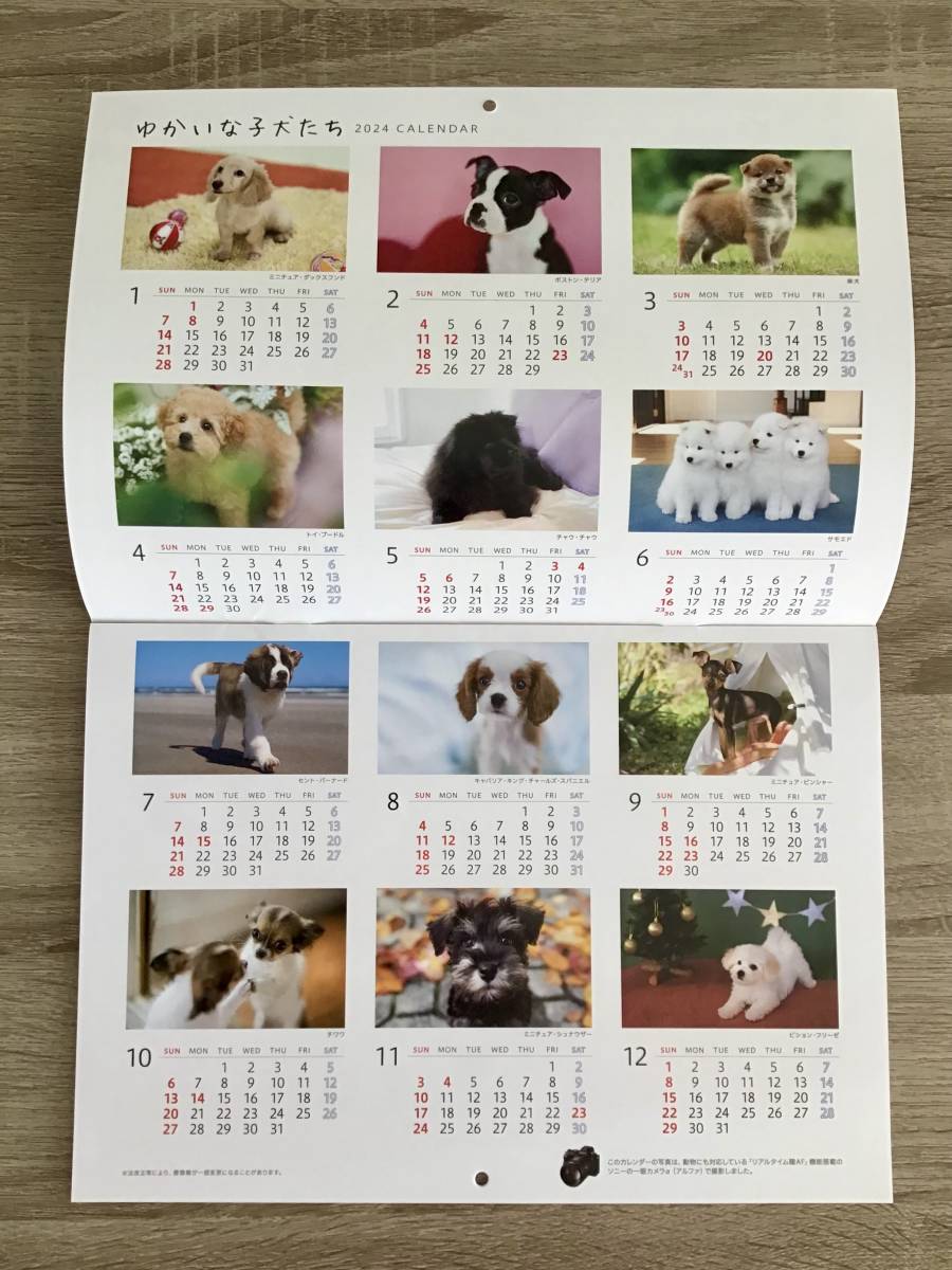 2024年 新品非売品　壁掛けカレンダー 「ゆかいな子犬たち」ソニー生命　担当者名押印なし　書込みＯＫ　プレゼントにも　動物　犬_画像1