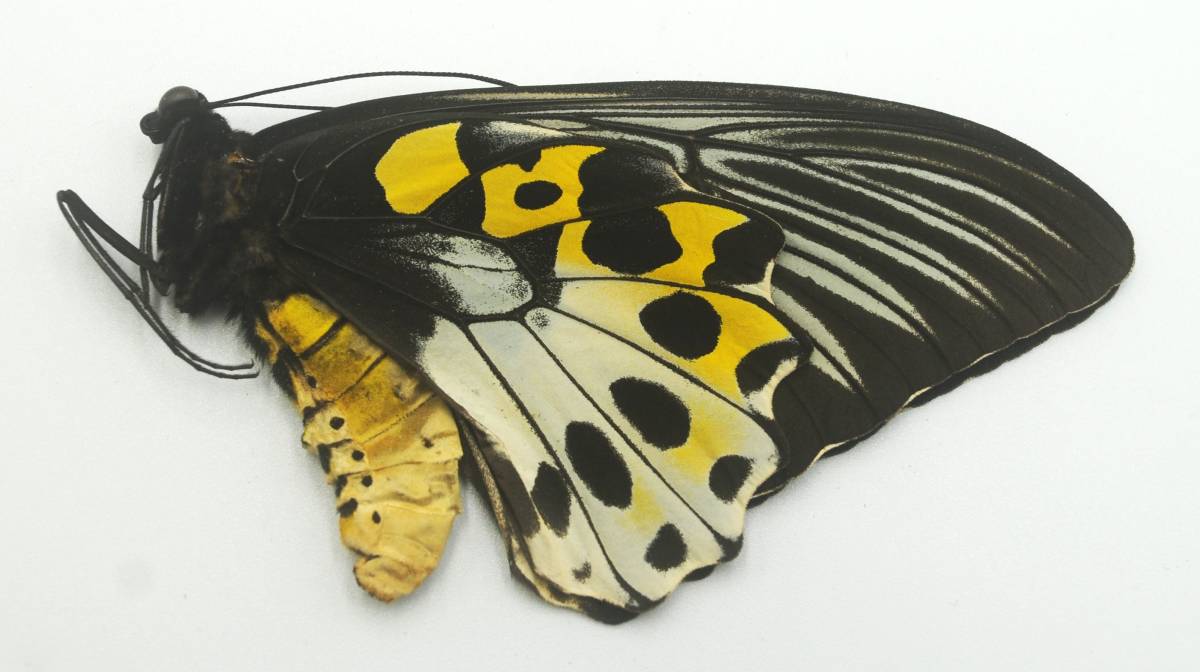 外国産蝶標本 前翅長100ミリを超える最大級―最高ランクのザビモンキシタアゲハ♀（セラム島）の画像2