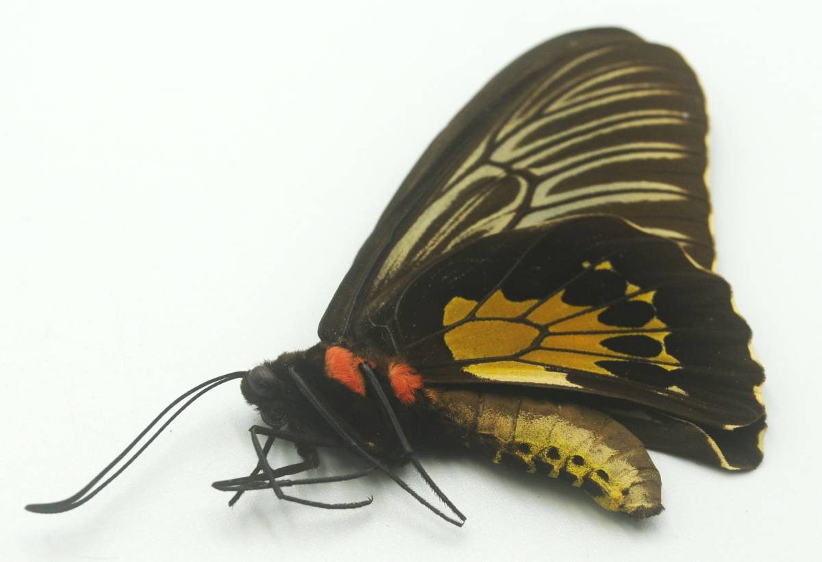 外国産蝶標本 珍貴種！―スンバ島のハリフォロン♀を出品いたしました―お好みの展翅ができる未展翅標本でございます。の画像4